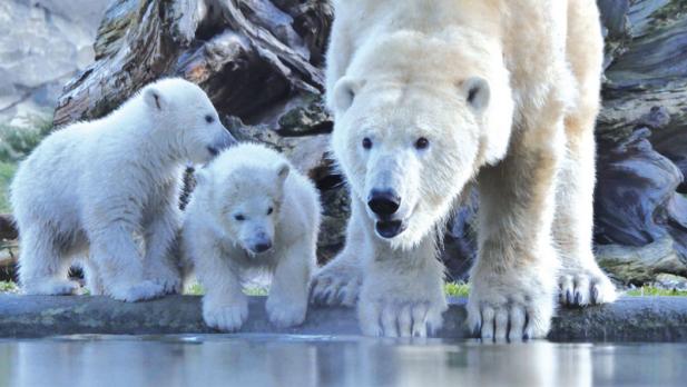 Tierisch was los im Zoo Rostock! – Gestatten: Kaja und Skadi!