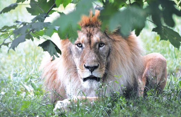 Tierisch was los im Zoo Rostock! Juli 2016