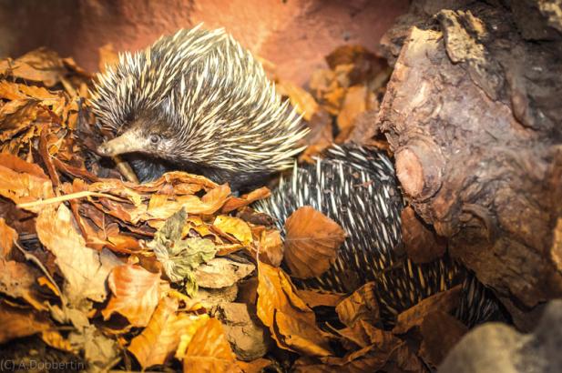 Tierisch was los im Zoo Rostock! August 2016