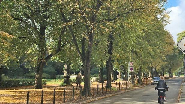 Schutz der 140 Jahre alten Linden im Rosengarten