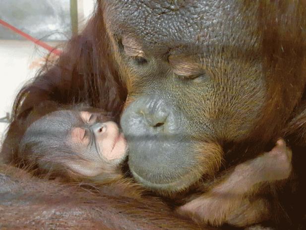 Tierisch was los im Zoo Rostock! – Nachwuchs bei den Orang-Utans