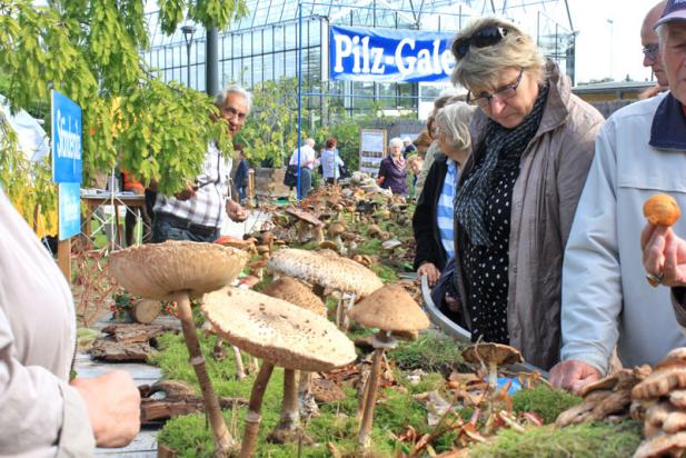 44. Landes-Pilzausstellung im Botanischen Garten