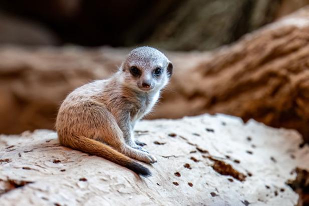 Kostenfreie Sonntagsführung zu den Jungtieren im Zoo