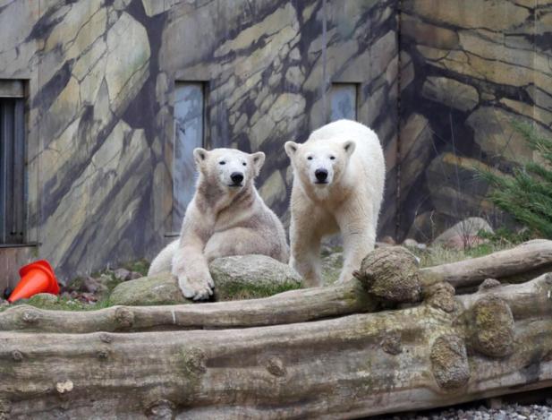 Eisbärenzwillinge Kaja und Skadi werden zwei Jahre alt