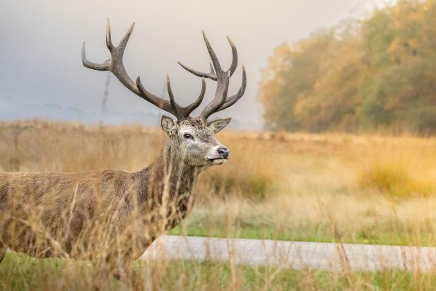 Natur- und Wildwoche im Ostseeheilbad Graal-Müritz