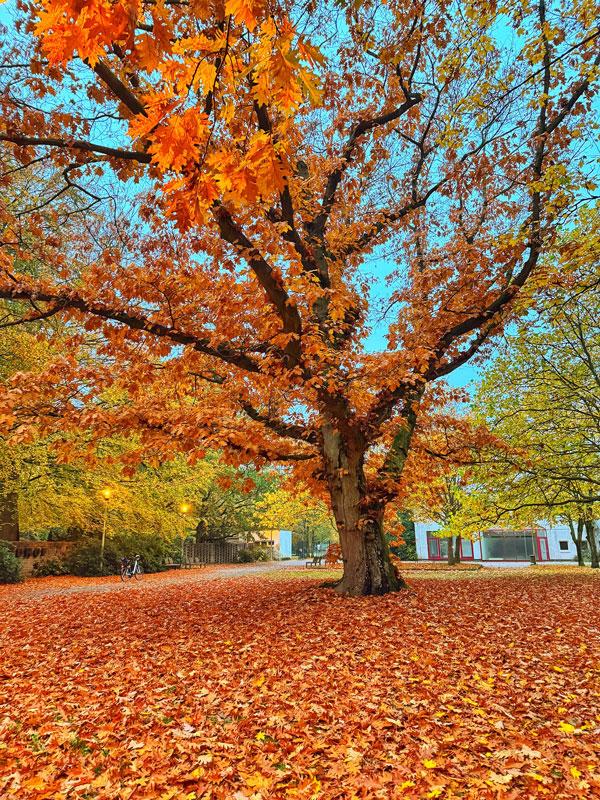Tag des Baumes: Stadtgrünamt pflanzt amerikanische Rot-Eiche in Lütten Klein