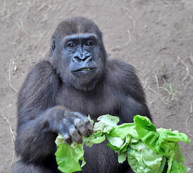 Vom 23. November bis 1. Dezember: Ein Dankeschön für alle Zoofreunde zum Abschluss des Doppeljubila?ums