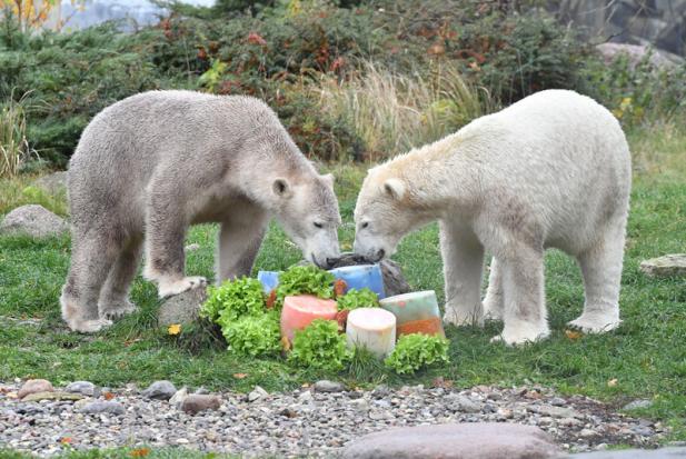 Viele Besucher zum 2. Geburtstag der Eisbärenzwillinge Kaja und Skadi