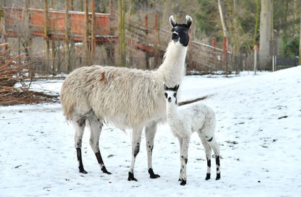 Zoo Rostock freut sich auf den Neustart