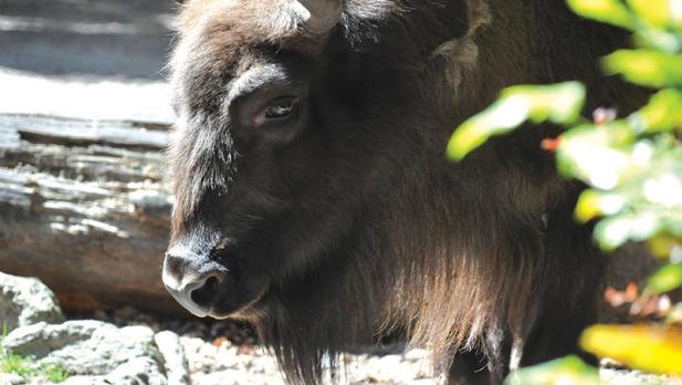 Zoo Rostock beteiligt sich an Auswilderungsprojekt