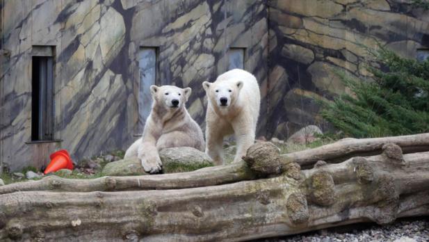 Tierisch was los im Zoo Rostock! – Auf den Spuren von Kaja und Skadi