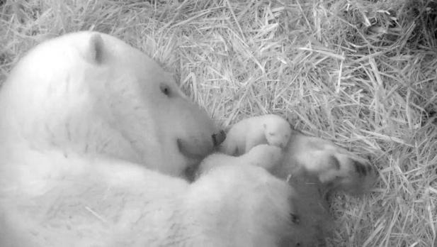 Erster Nachwuchs im Polarium im Zoo Rostock