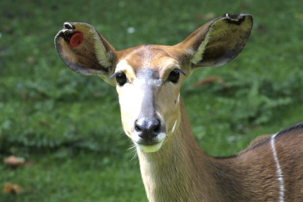 Huftiere im Zoo Rostock