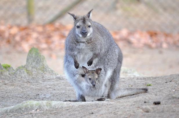 Tierisch was los im Zoo Rostock! April 2017