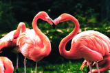 14.02.2017 17:00 Tour d'amour – Valentinstag im Zoo , Zoo Rostock