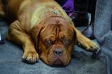 13.09.2014 09:00 11. Internationale RasseHundeAusstellung, HanseMesse Rostock