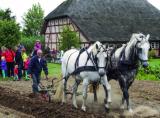 27.07.2015 11:00 Ackern mit Pferd oder Traktor, Freilichtmuseum Klockenhagen Klockenhagen