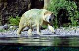 22.07.2019 11:00 Vom Südpol zum Nordpol, Zoo Rostock